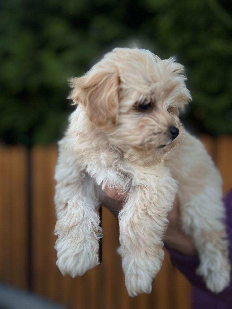 Piesek szczeniak maltipoo, tata z FCI!