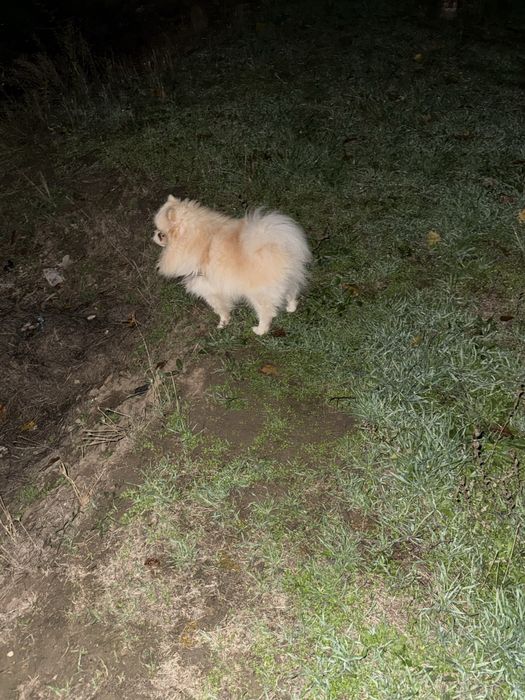 Купить собаку недорого!