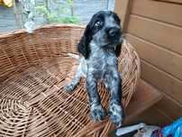 Cocker spaniel angielski Piesek Rodowód