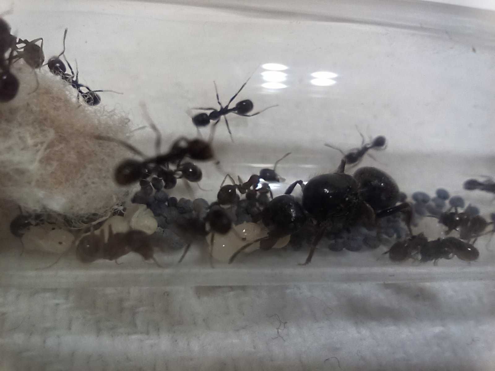 Мурахи Messor Structor, мурахи женці, муравьи жнецы, мессор структор