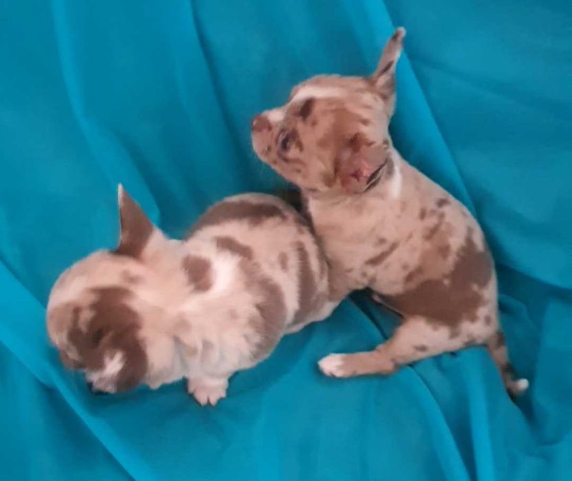 Мармурове диво. Хлопчик.