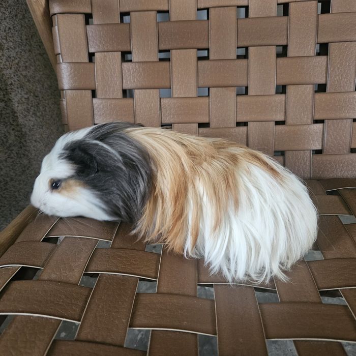 Świnka morska rasa sheltie , silki