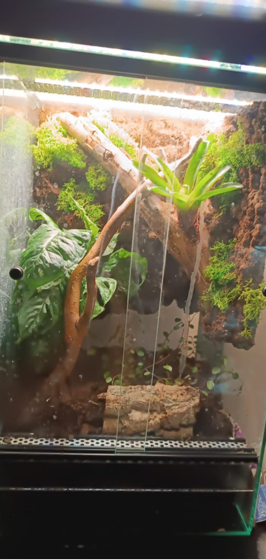 Gekony płaczące (lepidodactylus lugubris) z terrariami