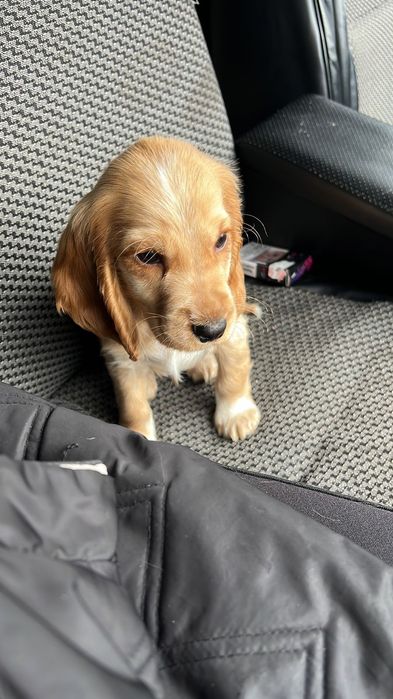 Цуценя  англійського спанієля