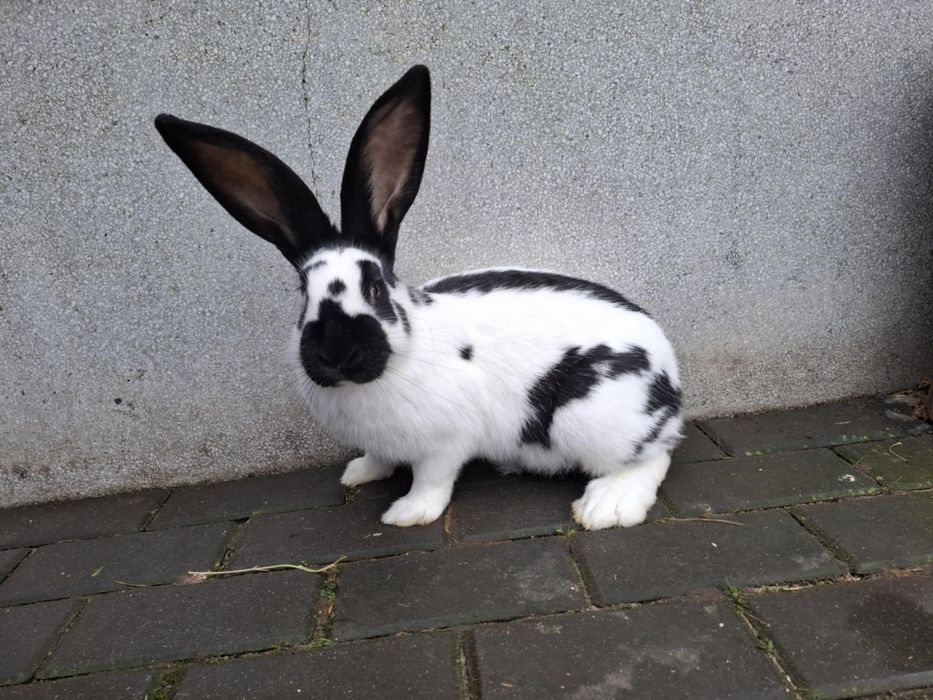 Samica srokacz olbrzym