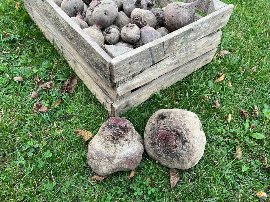 Buraki czerwone EKOLOGICZNE - bez nawozów i oprysków -Warszawa