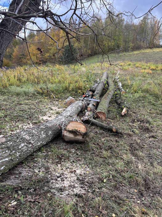 Wycinka drzew mielenie gałęzi  karczowanie