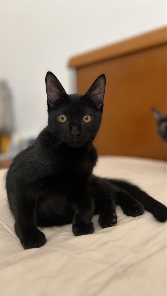 Gatinhas para adoção responsavel