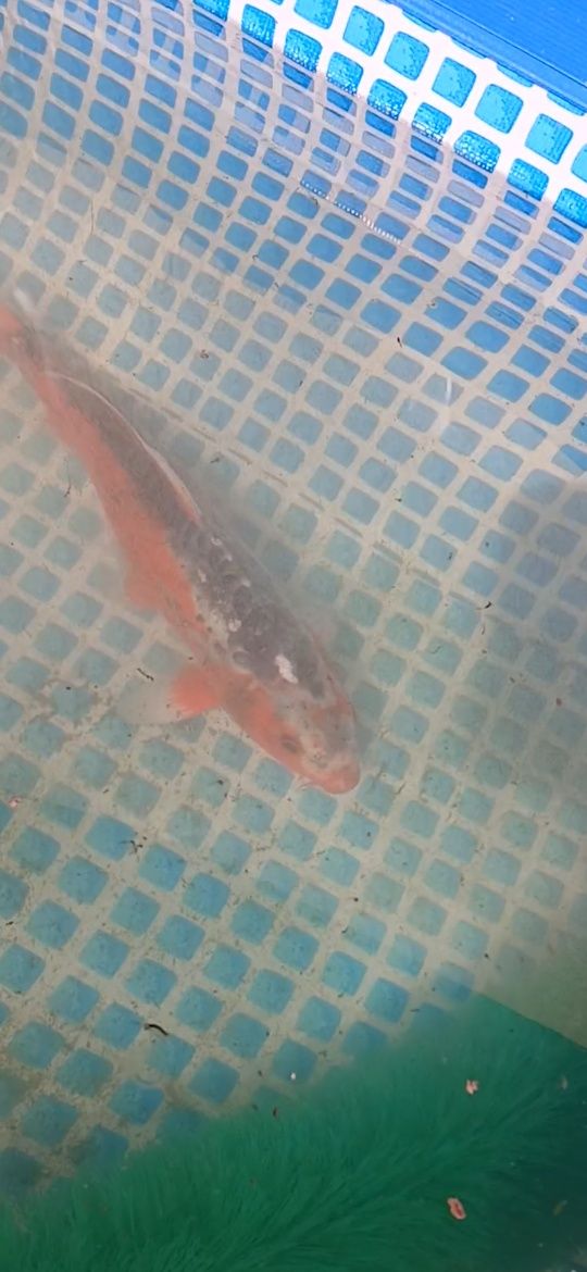 Carpa koi shusui