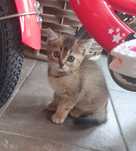 Котики безкоштовно