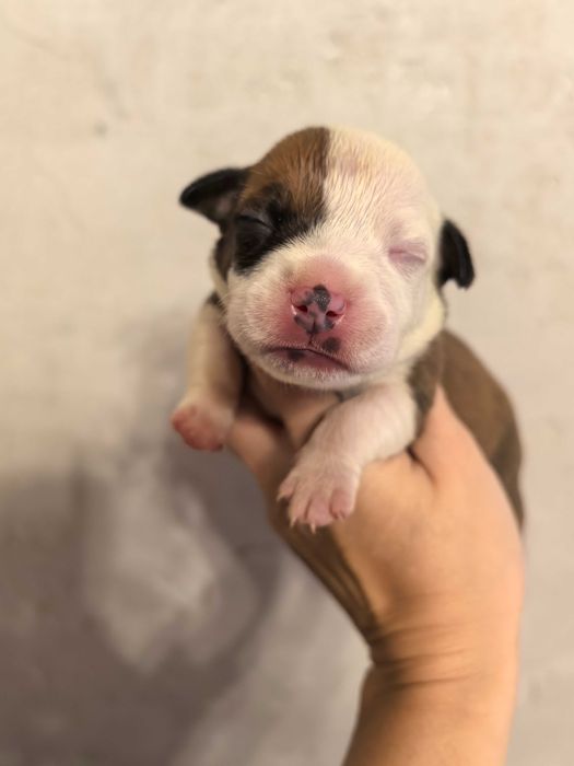 Staffordshire Bull terrier wnuki Zwycięzcy Świata , stafik ZKwP