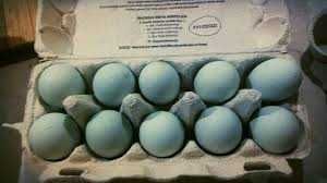 Legbar Cream jaja lęgowe