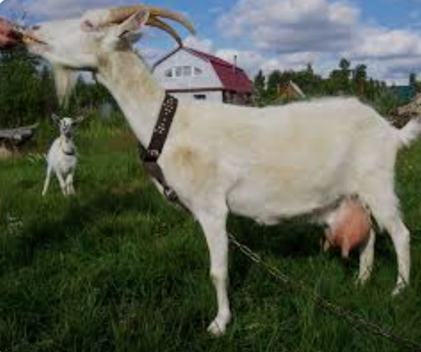 Кози Полтавськоі породи