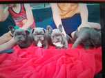 Buldog francuski, szczeniak,BLUE niebieski