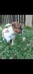 Jack russell terrier Piesek stary sącz