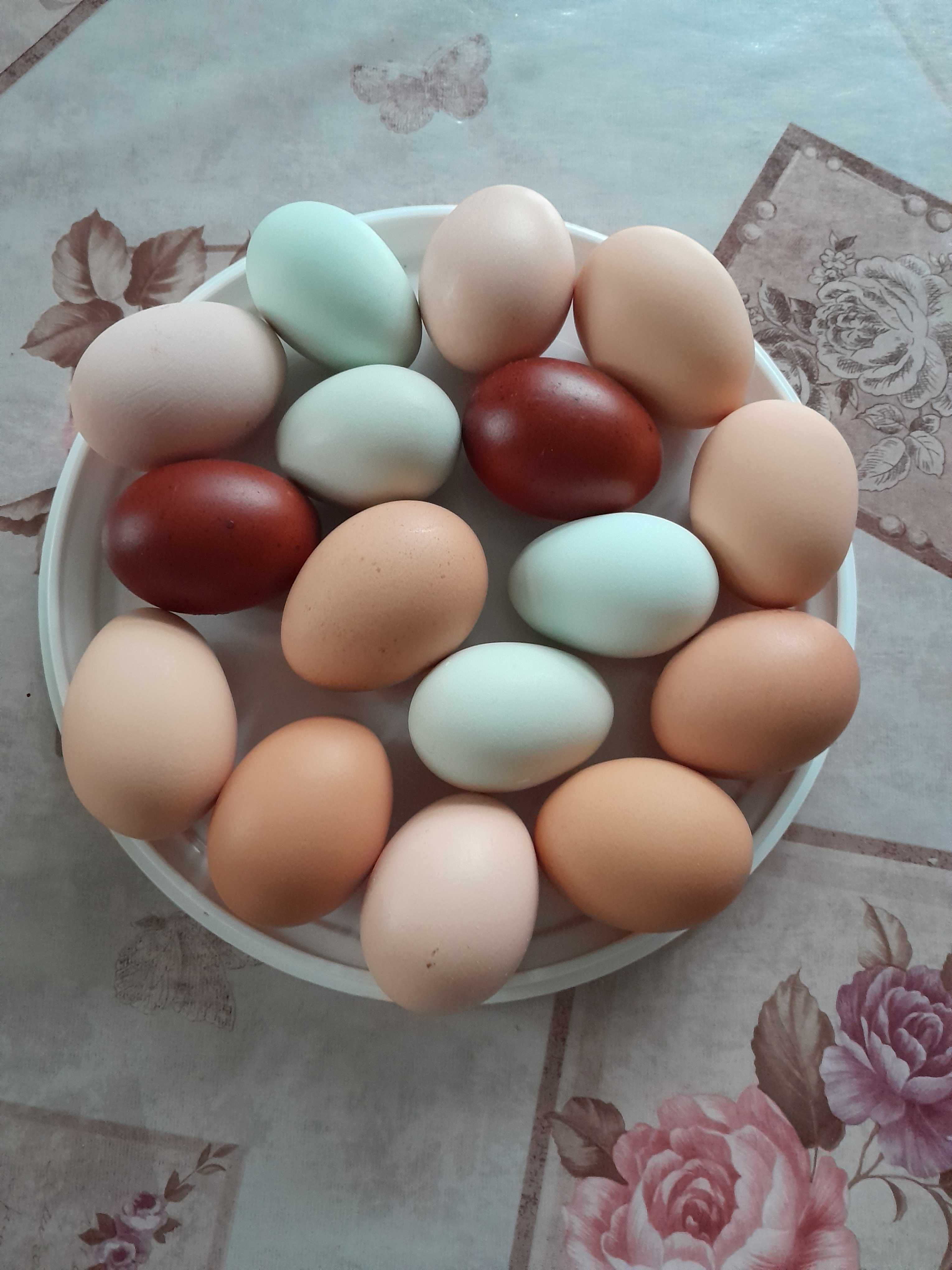 Домашние яйца на инкубацию, цыплята !