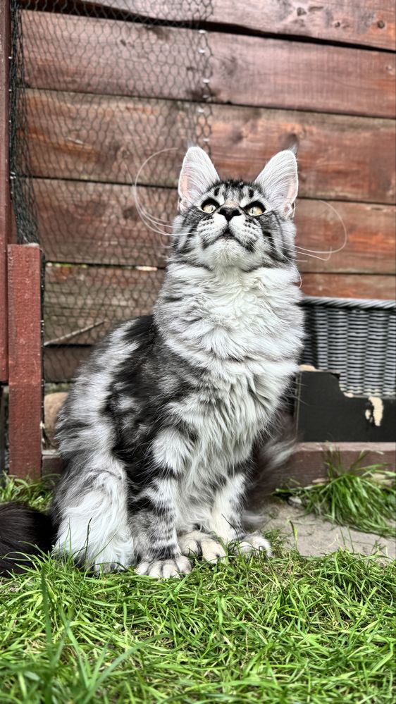 Kotka Maine Coon z lini Polodactyl