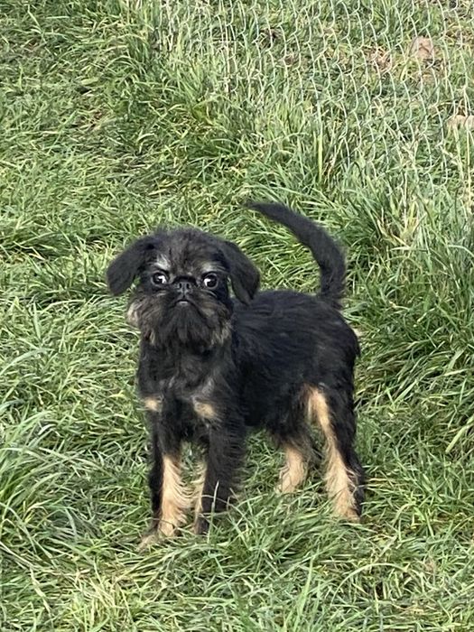 Бельгійський гріффон КСУ