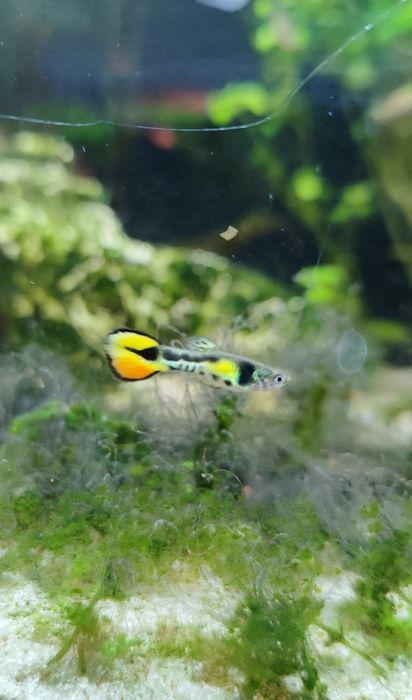 Młode gupiki - rybki akwariowe