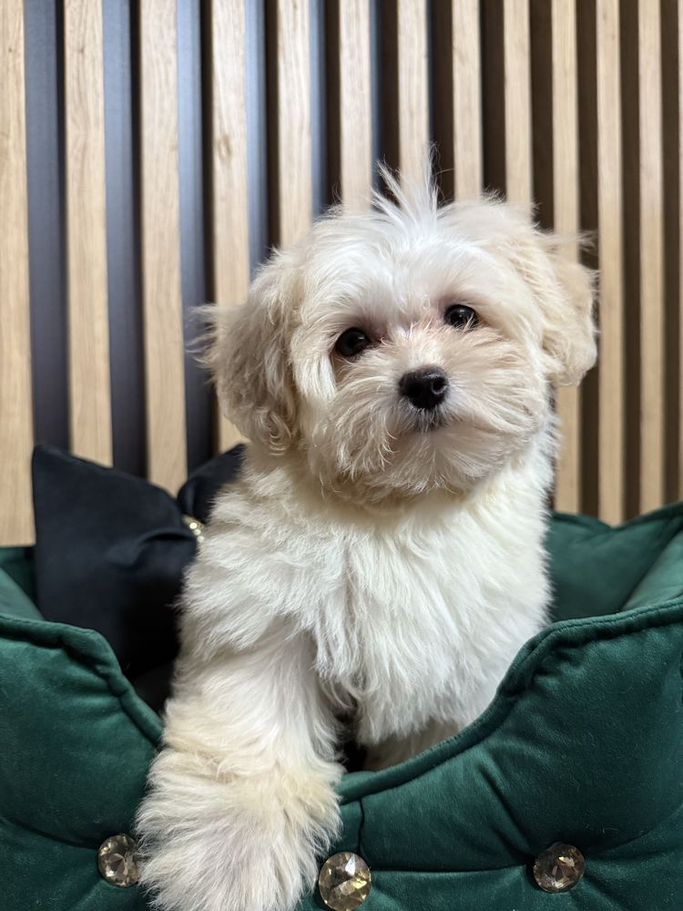 Maltipoo F1 GOTOWE DO ODBIORU tata pudel toy, mama maltańczyk