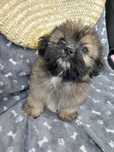 Shih-tzu aktualne szczeniak