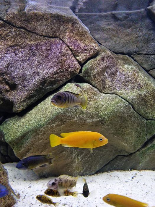 Samica Metriaclima Fainzilberi Luwino Reef WF