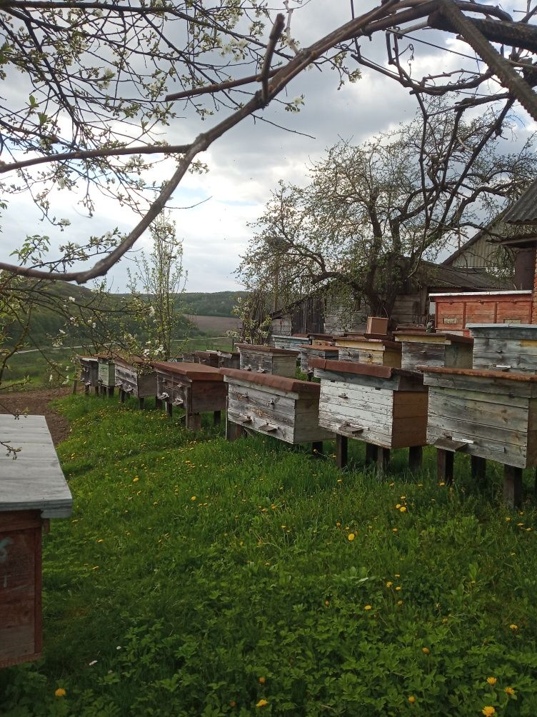 Бджоли Бджолопакети Відводки