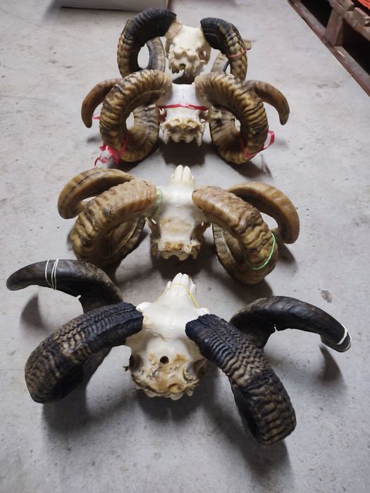 Trofeum, Baranie rogi