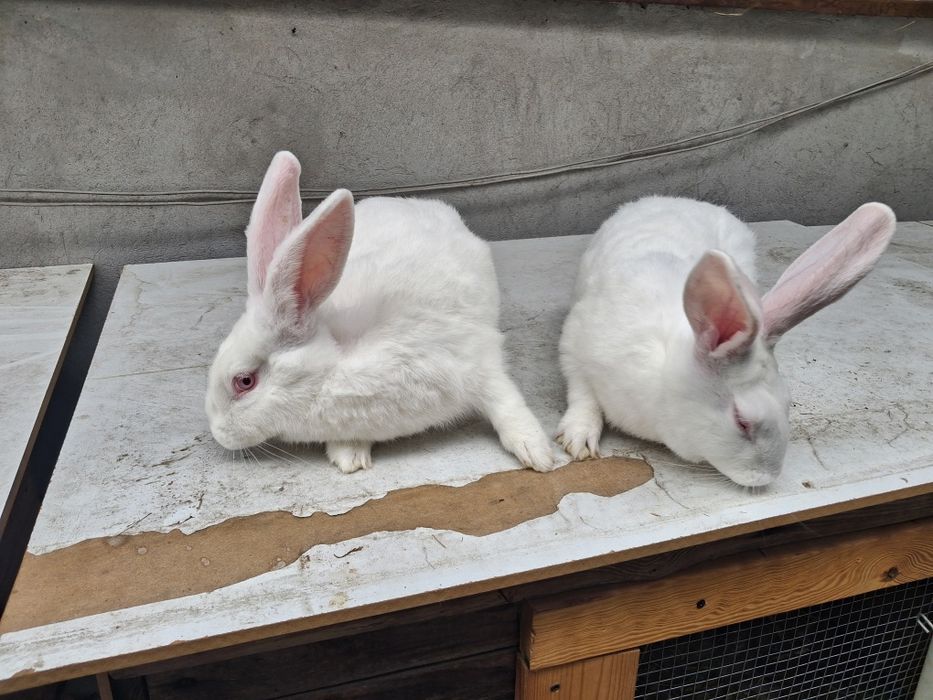 Termondzkie  mlode waga okolo 2kg