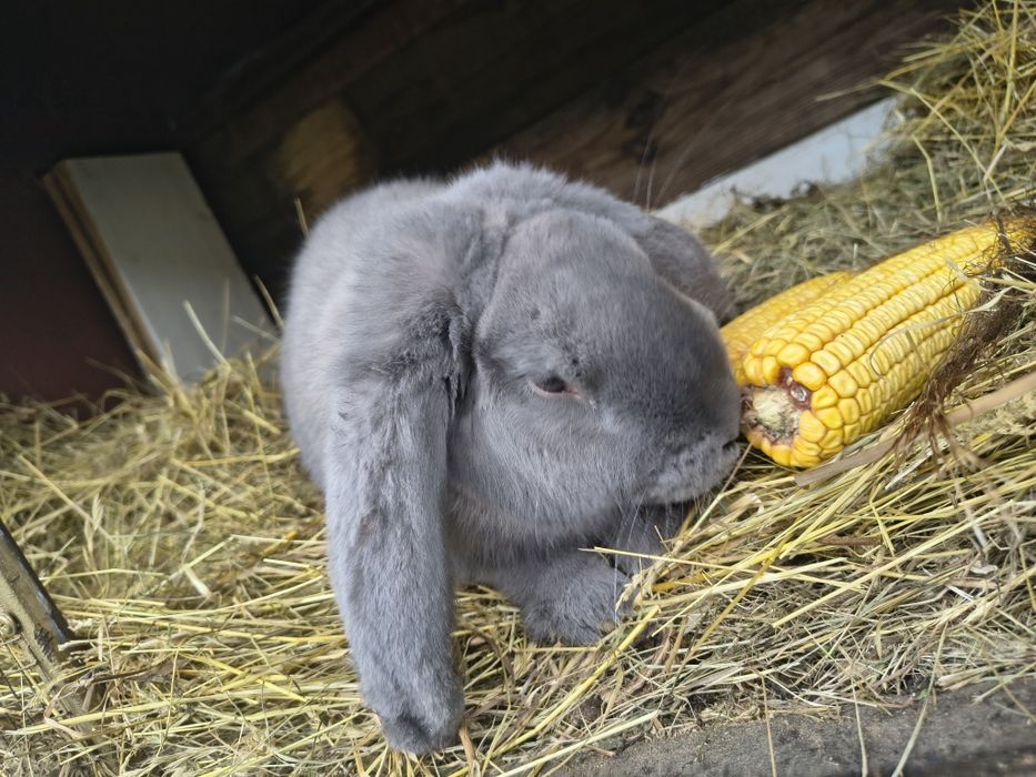 Samiec baran francuski