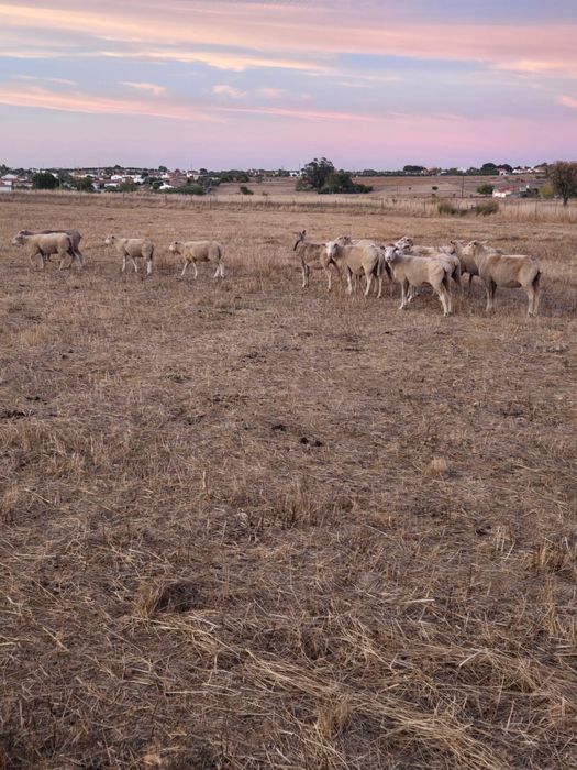 Rebanho de ovelhas e borregas