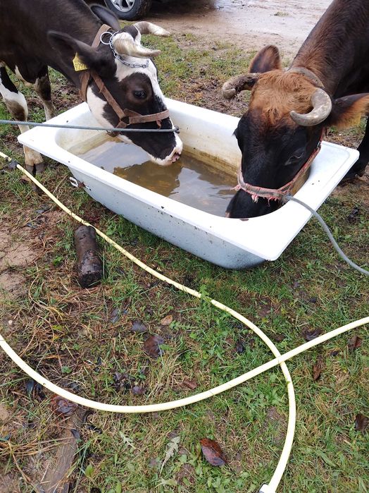 Sprzedam krowy z mlekiem