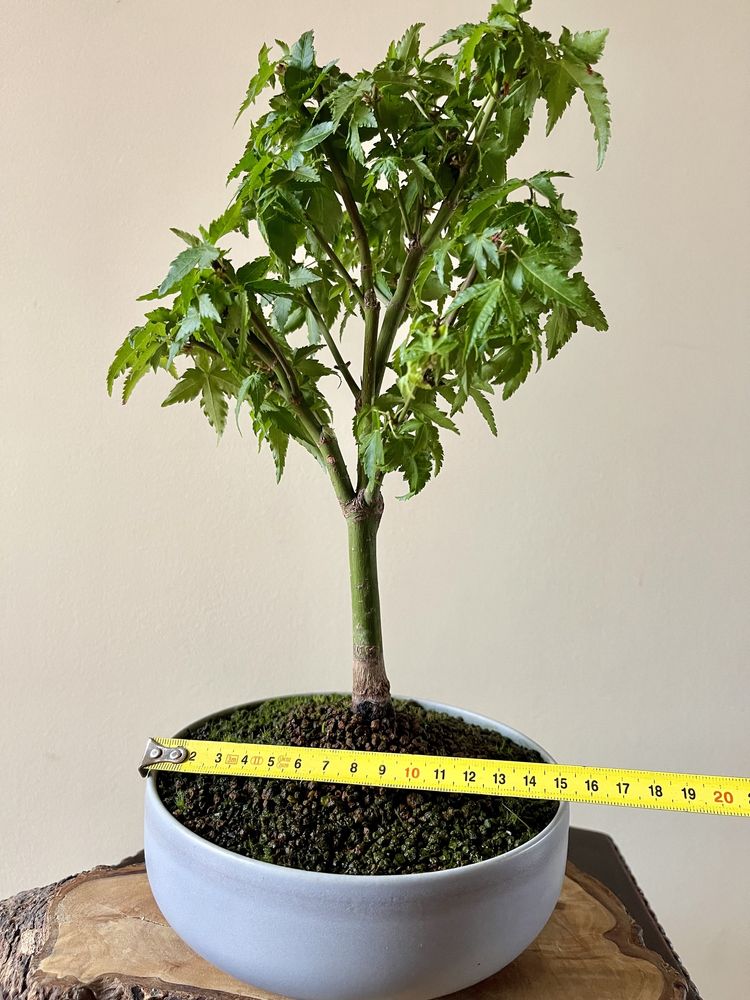 Bonsai Acer Palmatum