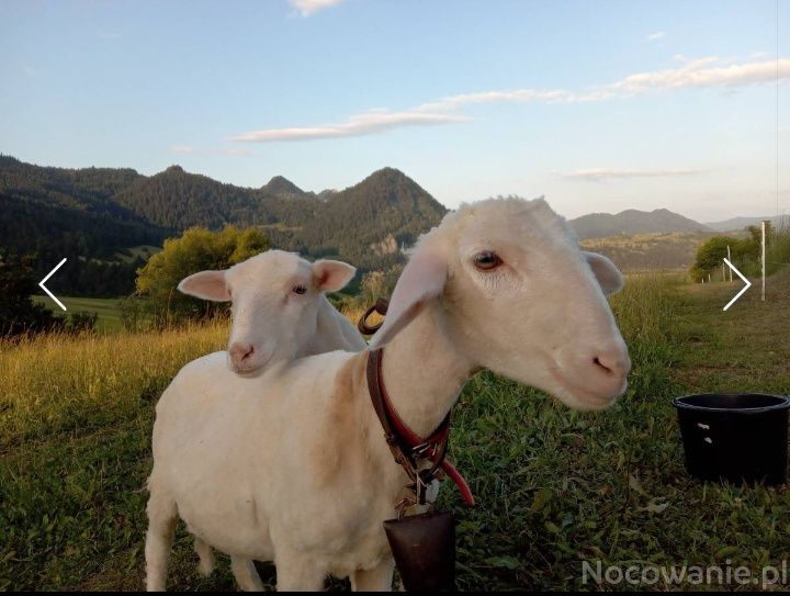 Noclegi  Pieniny Agroturystyka Pod Zamczyskiem pokojei Sromowce Wyżne