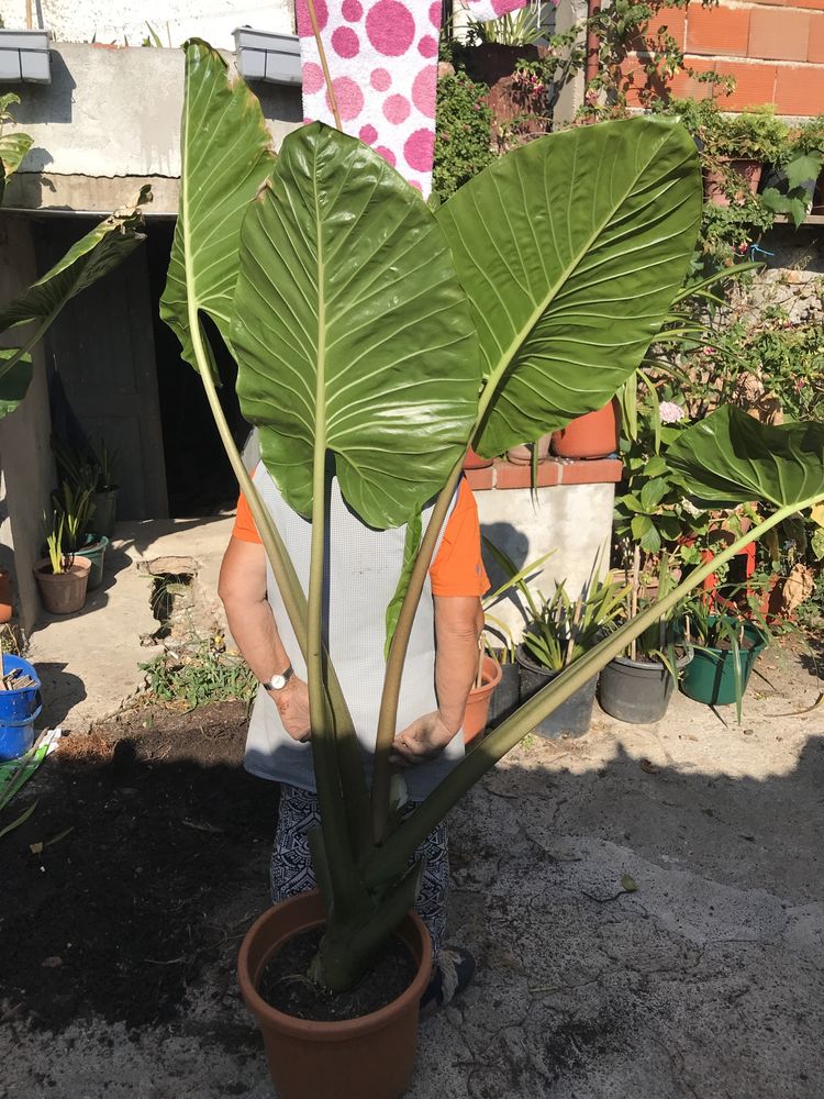 Alucasia grande em vaso para venda