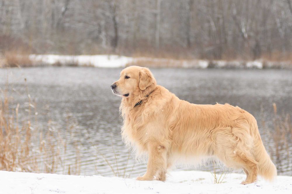 Золотистый ретривер для вязки