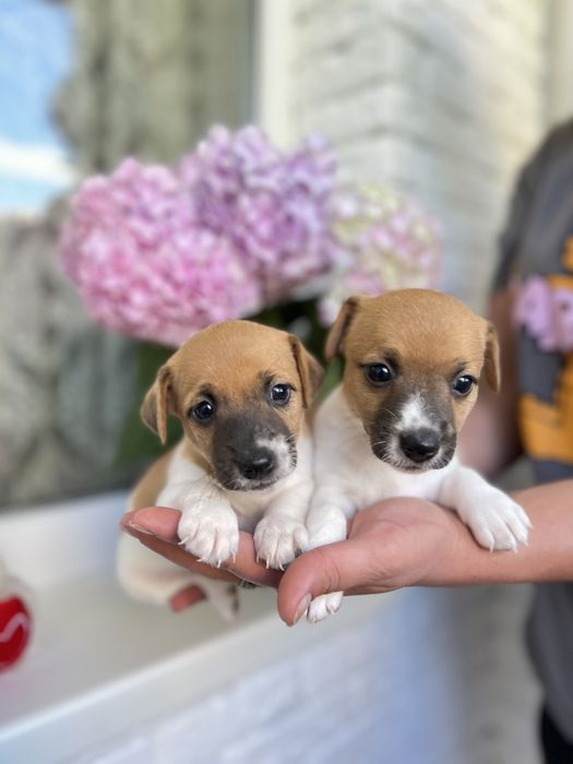 Хлопчики та дівчатка джеки