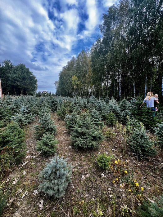 Świerk srebrny kopany lub cięty choinka choinki