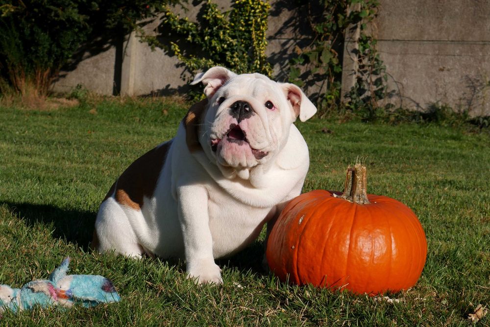 Buldog angielski ZKwP, Rodowód Międzynarodowy FCI suczka UNIQUE BEAUTY