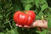 Sementes tomate gigante rosa horta agricultura salada