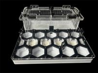 Формікарій 'Соти' 20×20см – Camponotus, Messor | 1000 грн