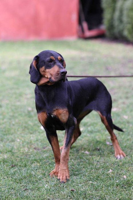 LOLA w typie gończego - do adopcji!
