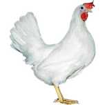 Kury nioski Leghorn Sendi Trzebnica Wolnowybiegowe transport.