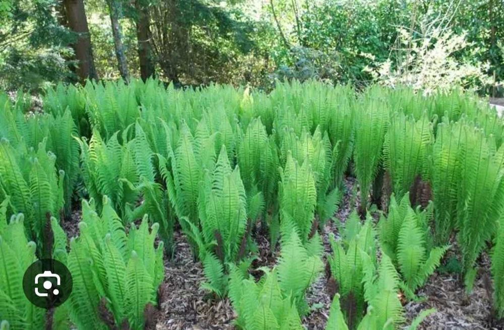 Paproć pióropusznik strusi