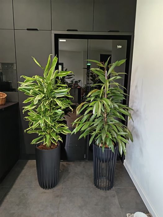 Nolina dracena fikus hoja syngonium monstera