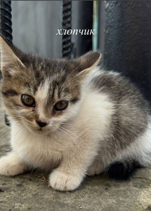 Милі кошенята,2 дівчинки і хлопчик