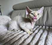 Devon Rex - Karat - Dostępny kocurek kremowy point- Trójmiasto