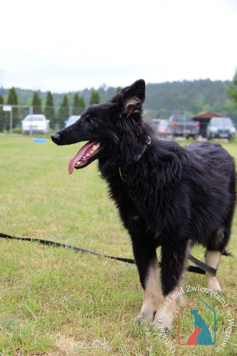 Noli 65/24 - SZUKA DOMU!