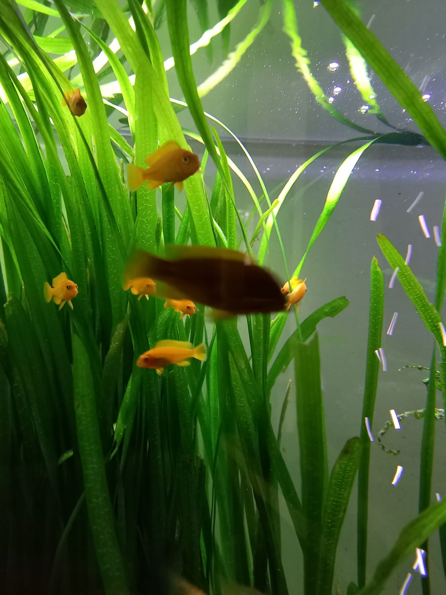 Pyszczaki młode np. saulosi coral, socolofi, mpanga, rdzawy