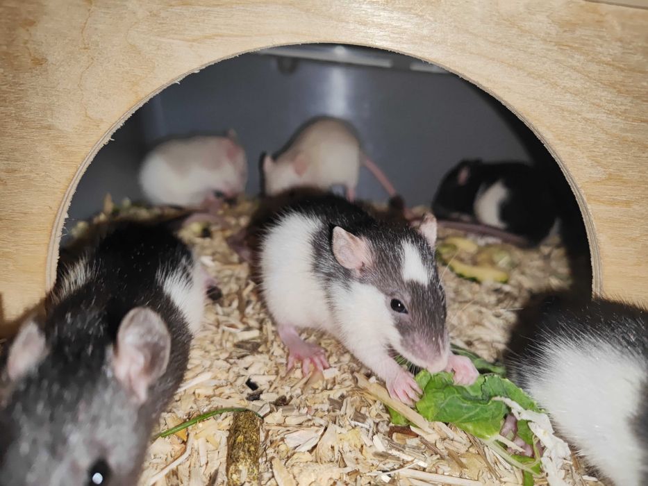 Oddam młode szczurki